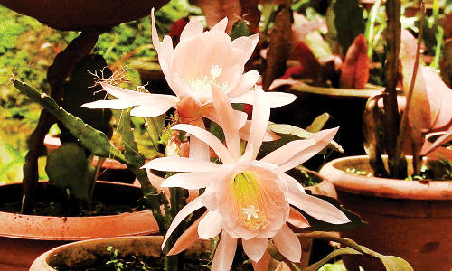 கொடைக்கானல் : பிரையண்ட் பூங்காவில் பூத்துகுலுங்கும் பிரம்ம கமலம் பூ