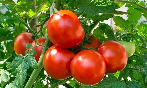 வேளாண்மை  பல்கலைக்கழக விலை முன்னறிவிப்பால் தக்காளி விலை உயருமா? விவசாயிகள் எதிர்பார்ப்பு