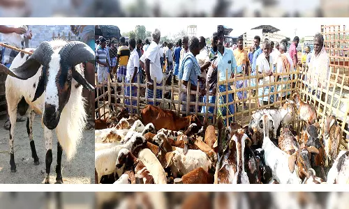 ரம்ஜான் பண்டிகையையொட்டி மேலப்பாளையம் கால்நடை சந்தையில் விற்பனைக்கு குவிந்த ஆடுகள்