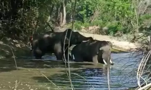 ஓடையில் சிக்கிய யானையை மீட்ட மற்றொரு யானை