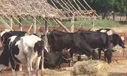 வெப்ப அயர்ச்சி பாதிப்பை தடுக்க கால்நடைகளுக்கு சுத்தமான தண்ணீர் அளிக்க வேண்டும் - டாக்டர்கள் அறிவுறுத்தல்