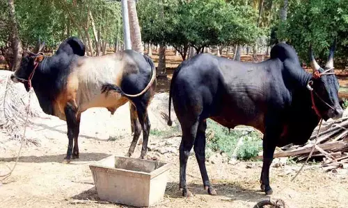 காங்கயம் இன காளைகளுக்கு தொடர்ந்து அதிகரிக்கும் மவுசு