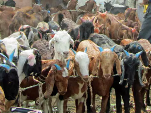 கரூரில் ஆடு வளர்ப்பு பயிற்சி கரூரில் ஆடு வளர்ப்பு பயிற்சி
