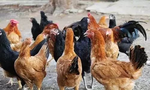 விவசாயிகளுக்கு நாட்டுக்கோழி வளா்ப்பு பயிற்சி நாளை நடக்கிறது