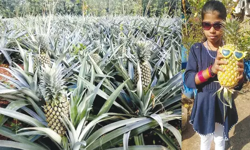 குமரி மாவட்டத்தில் அன்னாசி பழம் விலை கிடு கிடு உயர்வு