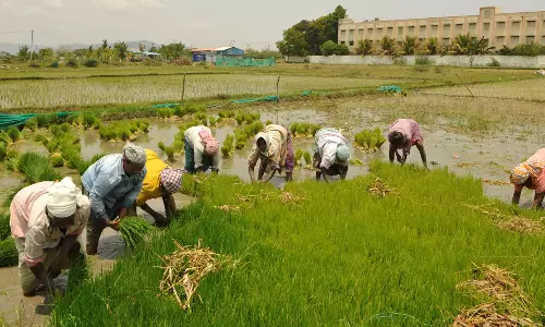 களைக்கொல்லிகளை கவனமாக பயன்படுத்த ஆேலாசனை