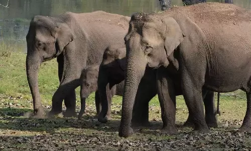 கோத்தகிரி அருகே காட்டு யானைகள் நடமாட்டம் அதிகரிப்பு