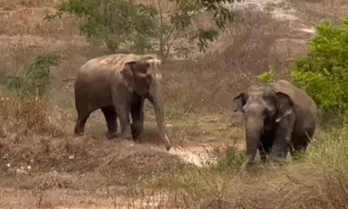 கண்காணிப்பு கேமிராவில் 2 பெண் யானைகள் விளையாடும் காட்சிகள் பதிவு