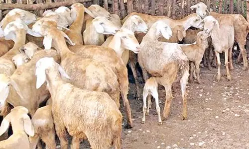 ரம்ஜான் பண்டிகை எதிெராலிமேச்சேரி செம்மறி ஆடு விலை கிடு கிடு உயர்வு