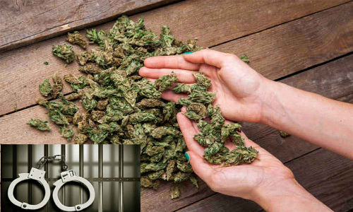 ஏலகிரி மலையில் கஞ்சா வைத்திருந்த 2 பேர் கைது