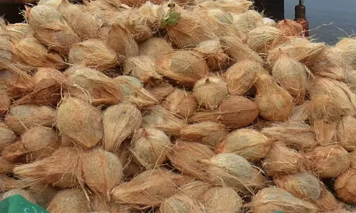 ரூ.54 ஆயிரத்துக்கு தேங்காய் ஏலம்