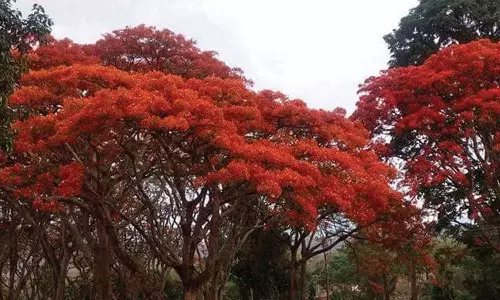 முதுமலை, கோத்தகிரி சாலைகளில் பூத்து குலுங்கும் மயில் கொன்றை மலர்கள்- சுற்றுலா பயணிகள் கண்டு ரசித்து மகிழ்ச்சி