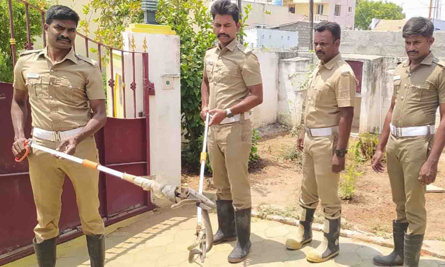 வீட்டிற்குள் புகுந்த பாம்பால் பரபரப்பு Tirupur A snake that entered