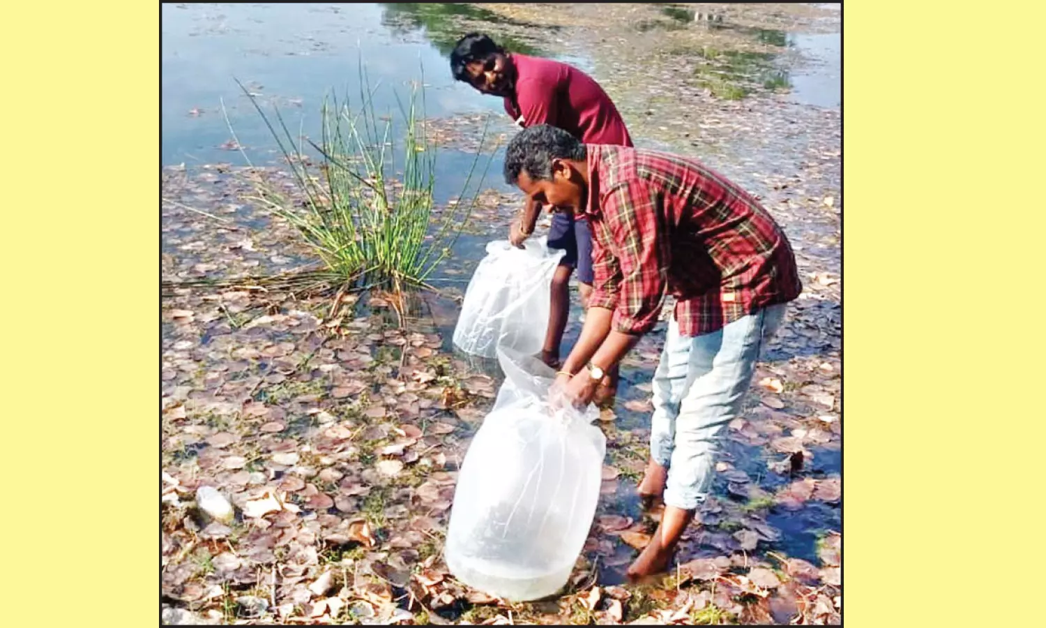 குடிநீர் ஊரணியை தூய்மைப்படுத்த பேரூராட்சி நிர்வாகம் நடவடிக்கை குடிநீர் ஊரணியை தூய்மைப்படுத்த பேரூராட்சி நிர்வாகம் நடவடிக்கை