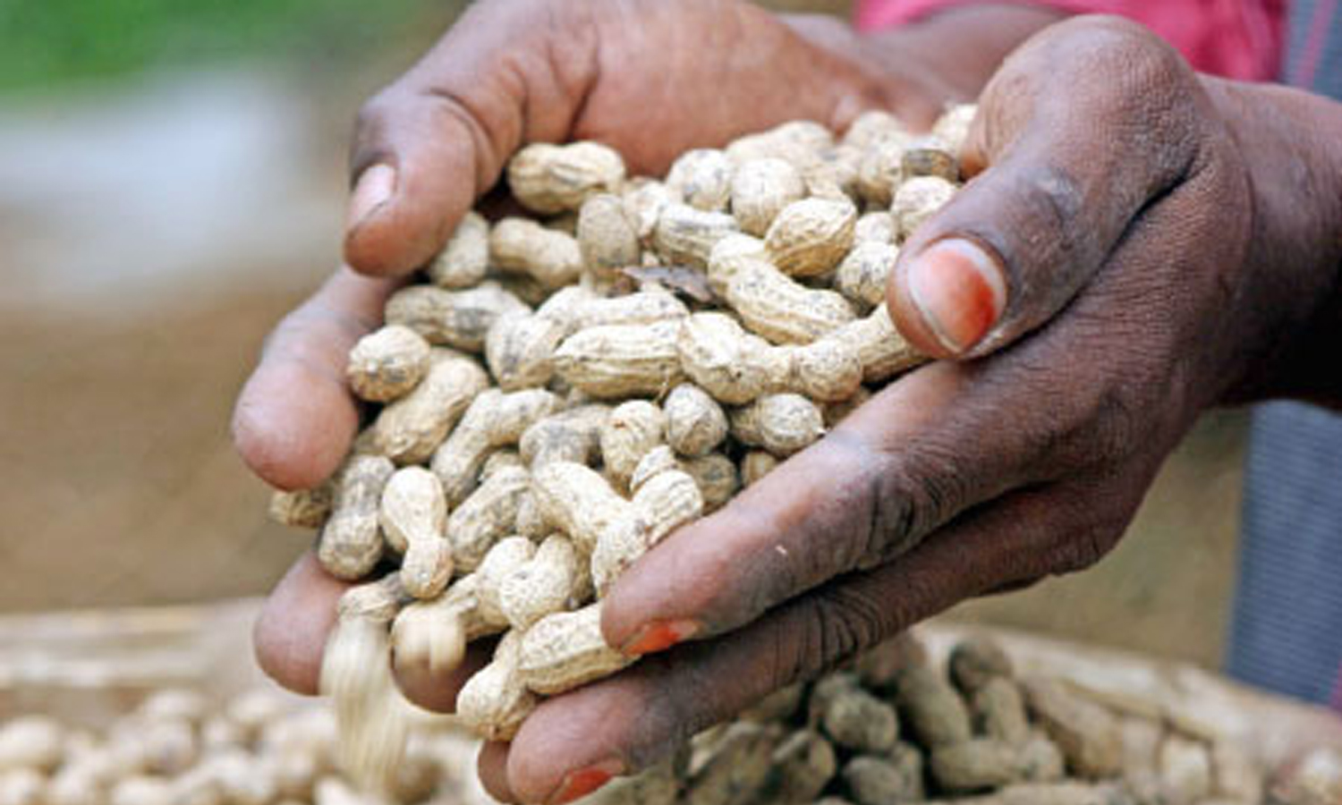 ரூ.1 லட்சத்து 88 ஆயிரத்துக்கு நிலக்கடலை விற்பனை Erode News Sale of