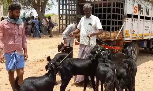ரம்ஜான் விற்பனையை எதிர்பார்த்திருந்த நிலையில் களை இழந்த கரூர் மணல்மேடு ஆட்டுச்சந்தை