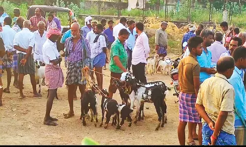 ரம்ஜான் பண்டிகையை முன்னிட்டு சின்னசேலம் வாரச் சந்தையில்  ரூ.75 லட்சத்திற்கு ஆடுகள் விற்பனை