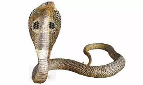 பாம்பு பிடிக்க சென்ற வன ஆர்வலர்களை தாக்கிய 20 பேர் கும்பல்:  செல்போனை உடைத்து  நொறுக்கினர்