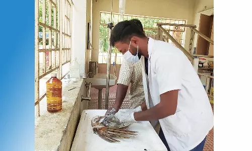 காயங்களுடன் இருந்த வெளிநாட்டு பறவை மீட்பு