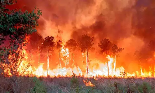 வனத்தீயால் பல்லுயிர் பெருக்கம் தடைபடும் - ஆனைமலை புலிகள் காப்பக அதிகாரி எச்சரிக்கை