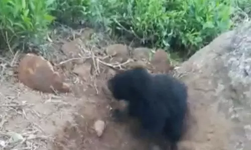 கோத்தகிரி அருகே பாறை இடுக்கில் சிக்கிய குட்டியை மீட்க போராடிய தாய் கரடி