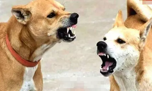 வெறி நாய் கடித்ததில் பெண் காயம்