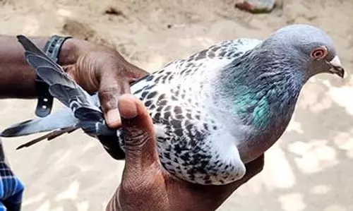 மீனவரின் படகில் தஞ்சமடைந்த புறா உளவு பார்க்க அனுப்பப்பட்டதா?- உளவுத்துறை விசாரணை