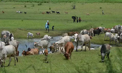 வெப்பநிலை அதிகரிப்பால் கால்நடைகளை மேய்ச்சலுக்கு அனுப்புவதை  தவிர்க்க வேண்டுகோள்