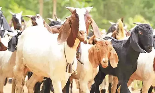 குந்தாரப்பள்ளி வார சந்தையில் ரம்ஜான் பண்டிகையை முன்னிட்டு ரூ.5 கோடிக்கு ஆடுகள் விற்பனை