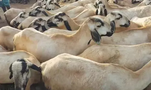 நாளை ரம்ஜான் பண்டிகை- புதுக்கோட்டையில் இன்று களை கட்டிய ஆட்டுசந்தை