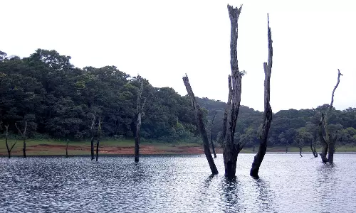 தொடர்ந்து சரியும் பெரியாறு அணை நீர்மட்டம் : தேக்கடி ஏரியில் மூழ்கிய மரங்கள் வெளியே தெரியும் நிலை