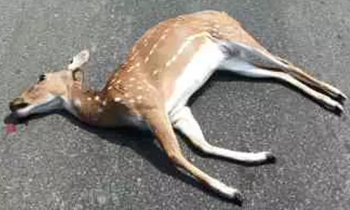 வாகனம் மோதி புள்ளி மான் பலி