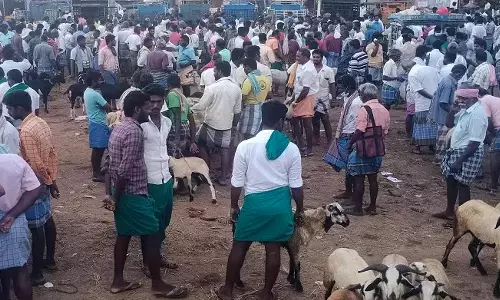 ரம்ஜான் பண்டிகையையொட்டி புதுக்கோட்டையில் இன்று களைகட்டிய ஆட்டுசந்தை