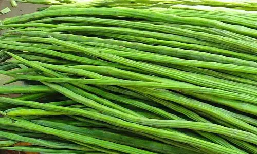 கிருஷ்ணராயபுரத்தில் முருங்கை சீசன் துவக்கம்