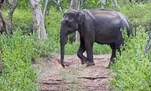 ஒற்றை யானை அட்டகாசம்