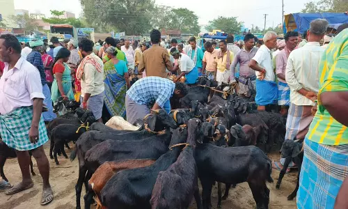 ரம்ஜான் பண்டிகையை முன்னிட்டு  செஞ்சி வாரச்சந்தையில் ரூ.5 கோடிக்கு ஆடுகள் விற்பனை