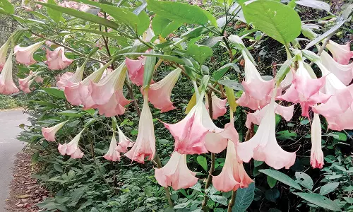 பெரும்பாறையில் பூத்து குலுங்கும் சங்கு பூக்கள்