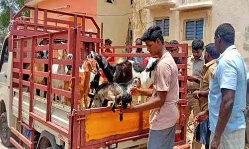 காயல்பட்டினத்தில் திருடப்பட்ட ஆடுகளின் சத்தம் கேட்காமல் இருக்க சொகுசு காரில் கடத்தப்பட்டனவா?-போலீசார் விசாரணை