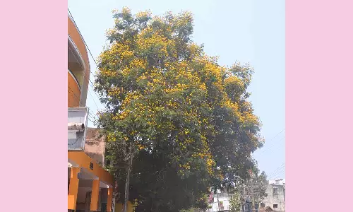 நகர சாலைகளை அலங்கரிக்கும் கொன்றை மஞ்சள் மலர்கள்