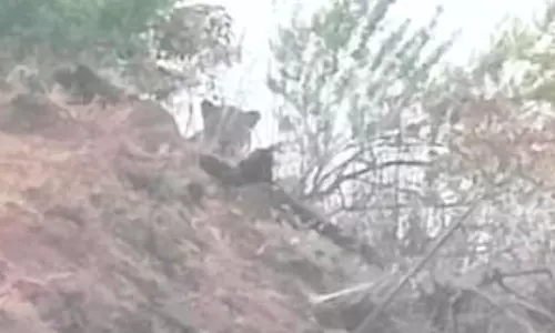 கொடநாடு பகுதியில் புலி நடமாட்டம்