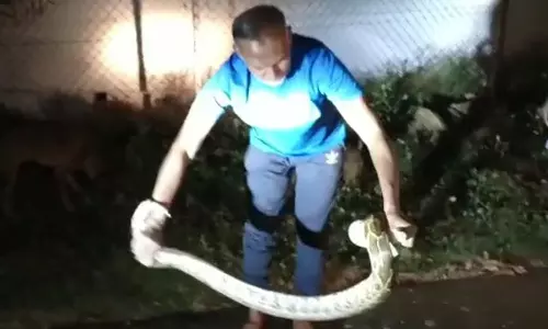 மேட்டுப்பாளையம் அருகே கிராமத்திற்குள் புகுந்த மலைப்பாம்பு