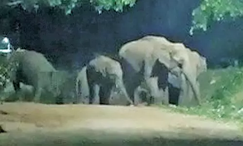 கோவை அருகே  குட்டிகளுடன் ஊருக்குள் புகுந்த காட்டு யானைகள்