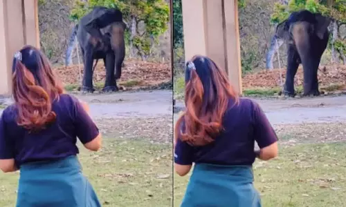 இன்ஸ்டாகிராமில் வைரல்- இளம்பெண்ணை பார்த்து நடனம் ஆடும் யானை