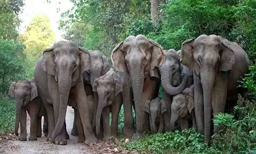 உடுமலையில் தென்னை மரங்களை சூறையாடிய காட்டு யானைகள்