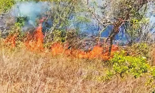 வண்டலூர் அருகே காப்பு காட்டில் செடி, கொடிகள் திடீரென தீப்பிடித்து எரிந்ததால் பரபரப்பு