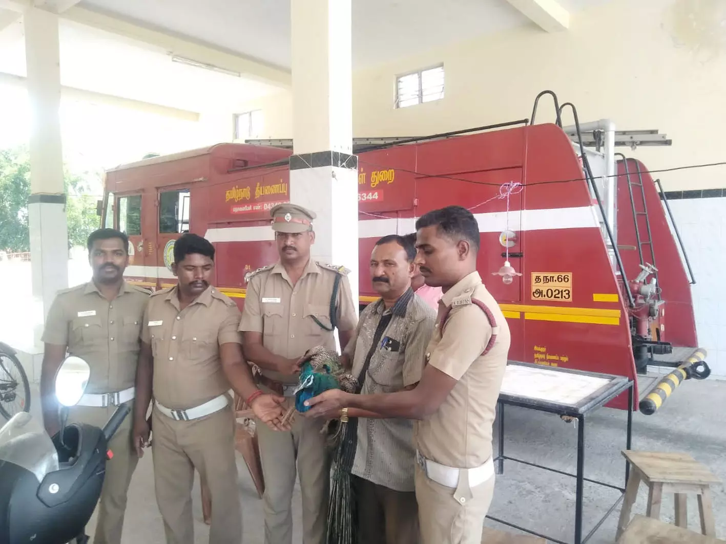 கிணற்றில் தவறி விழுந்த மயில் உயிருடன் மீட்பு கிணற்றில் தவறி விழுந்த மயில் உயிருடன் மீட்பு