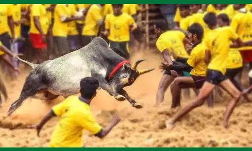 ஜல்லிக்கட்டு போட்டி: ஆன்லைனில் முன்பதிவு தொடக்கம்