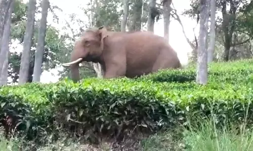 கோத்தகிரியில் சுற்றுலா பயணிகளை துரத்திய காட்டு யானை