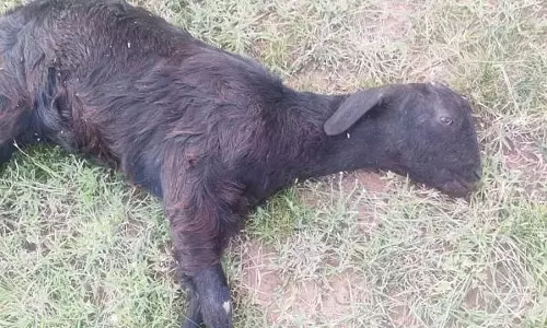 மர்ம விலங்கு கடித்து ஆடு பலி