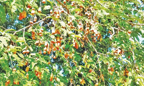 சேலம் மாவட்டத்தில் அறுவடை தொடங்கியதால் புளி விலை வீழ்ச்சி